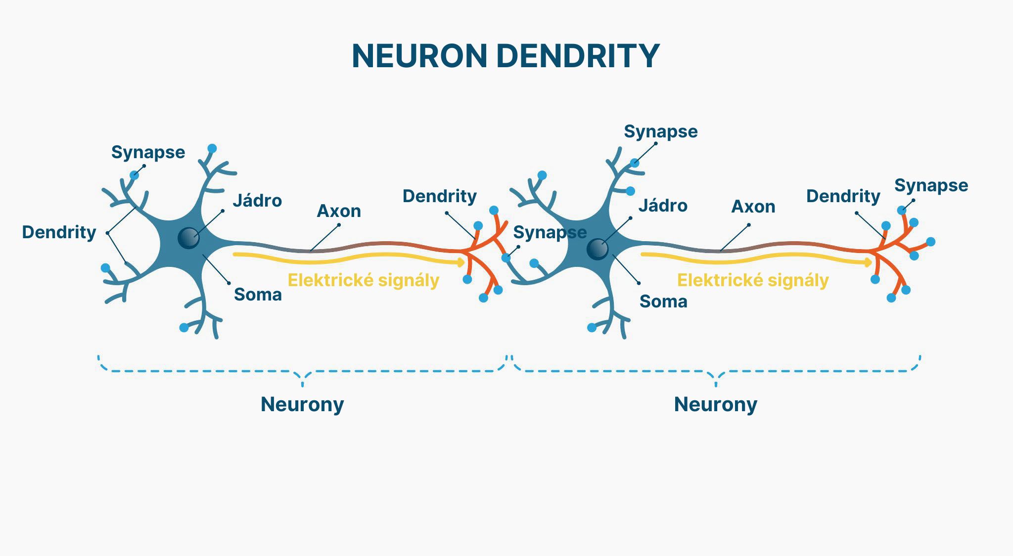 Samurai Focus neurony (sirka)